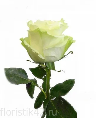 Pink Mondial Roses - Florabundance Wholesale Flowers