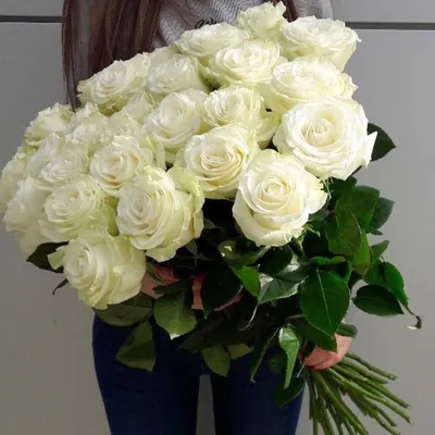 Роза Мондиаль
