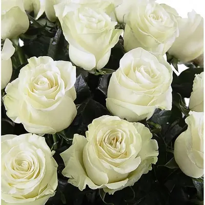Rosa Ec Mondial | REC | Rosa Ecuador | Rosa | All Products | Coloríginz