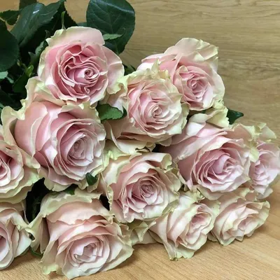 Rose-Pink Mondial – Stems Weddings