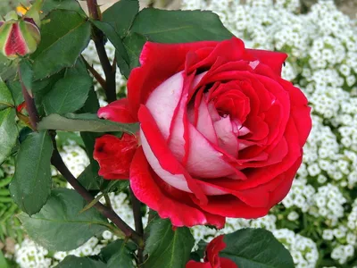 Купите Роза Моника Белуччи 🌹 из питомника Долина роз с доставкой!