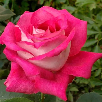 Роза Моника Белуччи купить саженцы недорого в питомнике Заказ в сад