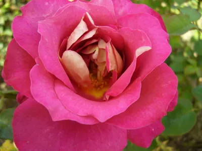 Прекраснейшая роза \"Моника Белуччи\" - YouTube