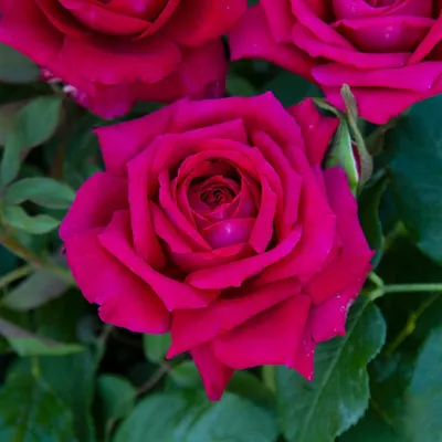 Роза Monica Bellucci 🌹(Моника Белуччи) и обзор других 27 роз с названиями  и описанием. - YouTube