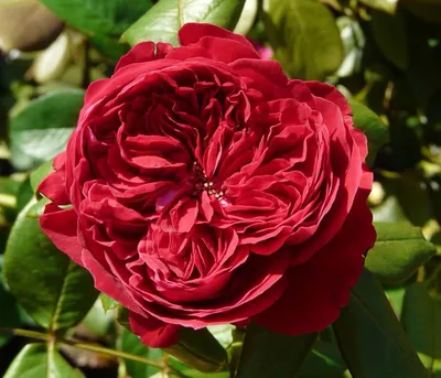 Саженцы чайно-гибридной розы Моника Белучи!🌹🌹🌹 - YouTube