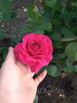Саженцы розы моника беллуччи купить в Москве по цене от 690 рублей