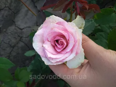 Чайно гибридные розы саженцы купить недорого в интернет-магазине Garden-Zoo