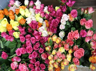 Роза Карина Carina, купить розу с доставкой в Украине, свои фото,каталог и  описание роз