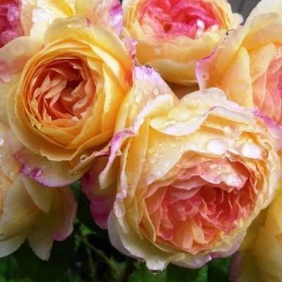 Купить саженцы розы почвопокровной Свани с доставкой в Москве
