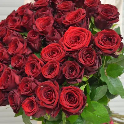Rose's 🌹🌹 | Amazing flowers, Love rose, Plants