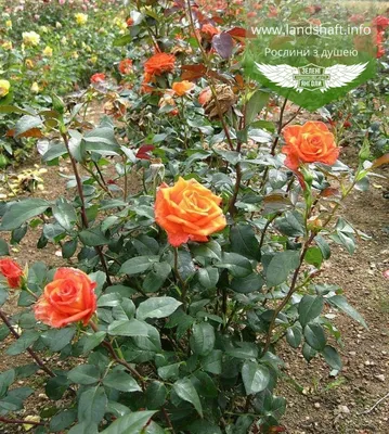 Rosa 'Monica', Роза чайно-гибридная 'Моника'