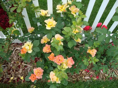 Morden sunrise | Planting flowers, Rose flower, Plants