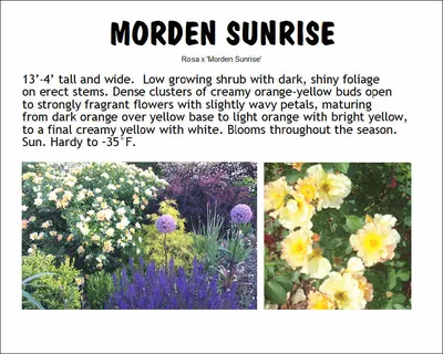 Роза канадской селекции Morden Sunrise — Ромашка 96