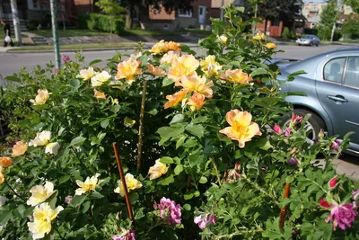 Rose, Morden Sunrise