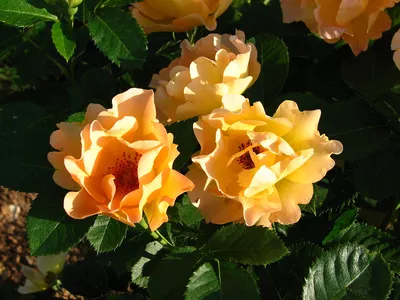 Morden Sunrise rose bush in bloom | Flowers blooming in my g… | Flickr