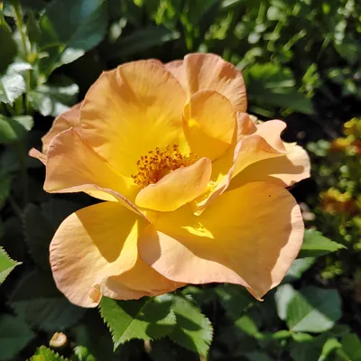 Morden Sunrise Rose (Parkland rose) - Halifax Perennials Inc.