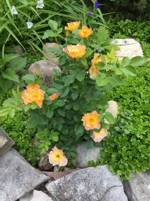 Photo of the entire plant of Rose (Rosa 'Morden Sunrise') posted by  poisondartfrog - Garden.org