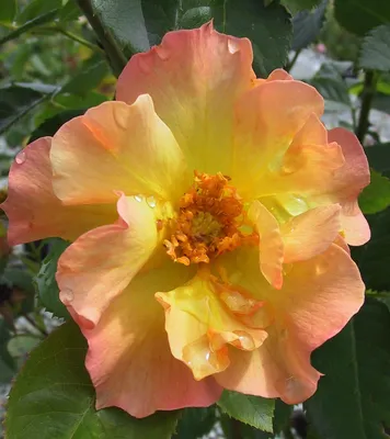 Rosa 'Morden Sunrise' Morden Sunrise Rose | Another Calgary garden