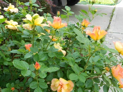 Rosa 'Morden Sunrise' | Shrub roses, Plants, Garden