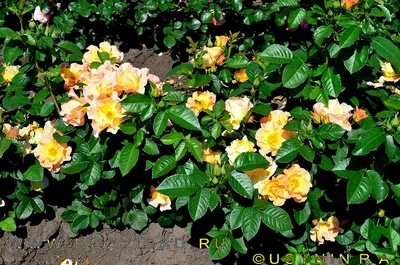 Photo of the bloom of Rose (Rosa 'Morden Sunrise') posted by Calif_Sue -  Garden.org