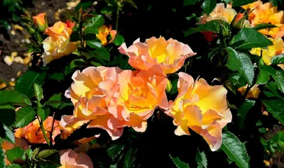 Розы и Сад. Канадская парковая роза, Модерн Санрайз Modern Sunrise,  справочный фото каталог от Усынин Р.А.