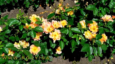 Роза канадская \"Морден Санрайз\" купить 1250р. 🌱 в питомнике растений  Райский сад