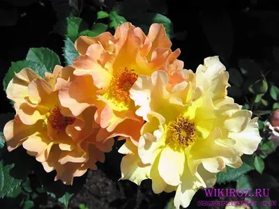 KHS: Plant Library: Morden Sunrise Rose.