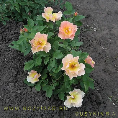 Rosa 'Morden Sunrise' | Shrub Rose, Rose Family, Rosaceae | Flickr