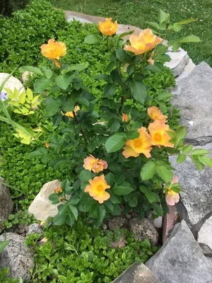 Rosa 'Morden Sunrise' | Shrub roses, Plants, Shrubs