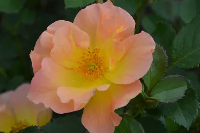 Роза канадская Morden Sunrise купить саженцы почтой из питомника «АГРОФОНД»