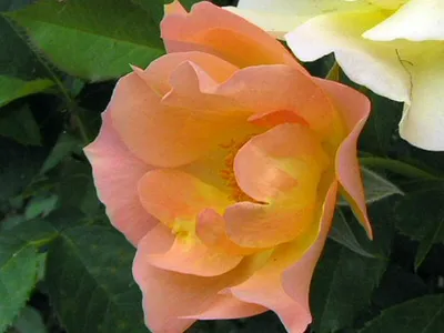 Rose, Morden Sunrise - TheTreeFarm.com