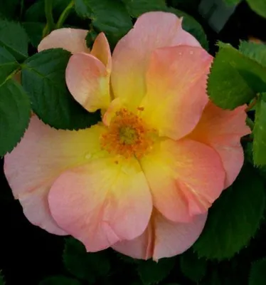 Rosa `Morden Sunrise`