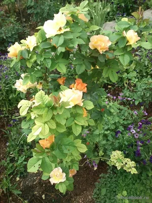 Выбирайте для своего участка красивые сорта роз с небольшим количеством  шипов, способные выносить сильные морозы | В моём саду | Дзен