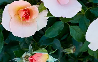 Роза Морден Санрайз. Купить Канадские розы из питомника.