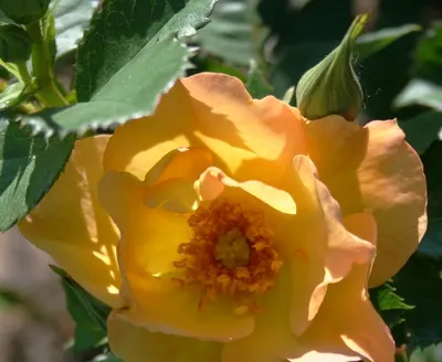 Morden Sunrise Rose | Elmore Roots Nursery