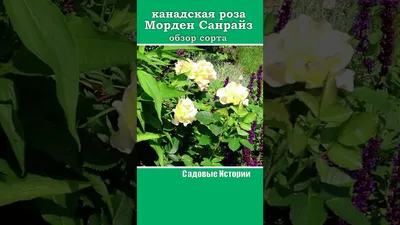 Роза Морден Санрайз (канадская) шраб, желт)