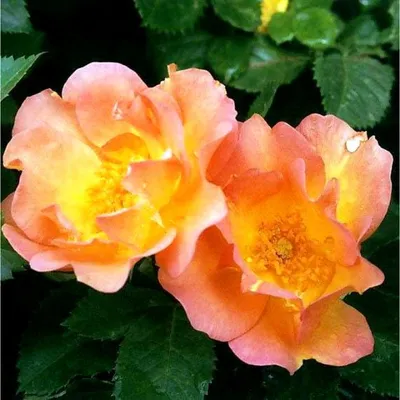 Morden Sunrise Shrub Rose in front of Centerglow Ninebark | Shrub roses,  Rose, Garden