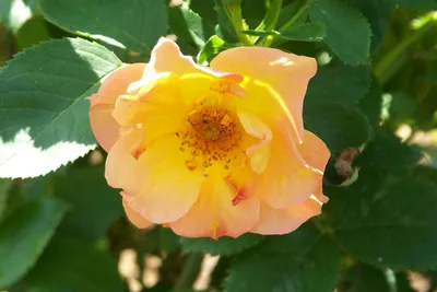 Rose, Rosa MORDEN SUNRISE, shrub, yellow blend Stock Photo - Alamy