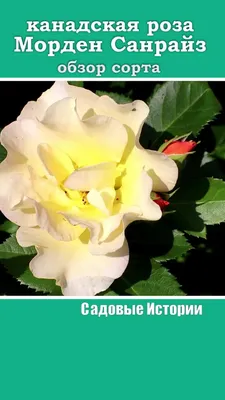 Сорт розы Морден Санрайз - ВикиРоз - Энциклопедия роз