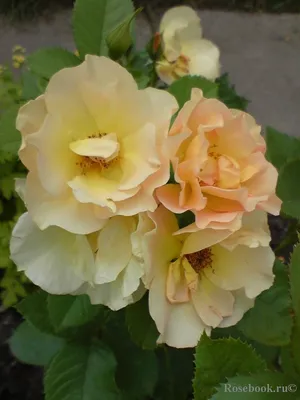 Calgary Garden Coach: morden sunrise rose in front of verbena bonariensis  and russian sage