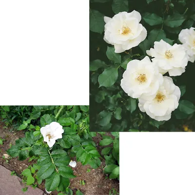 Роза морщинистая (Rosa rugosa 'Alba') 2-х летка - Роза морщинистая -  Кустарники - Каталог - LESKOVO-PITOMNIK.ru