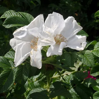 Роза морщинистая (Rosa rugosa Alba) C2/3 л