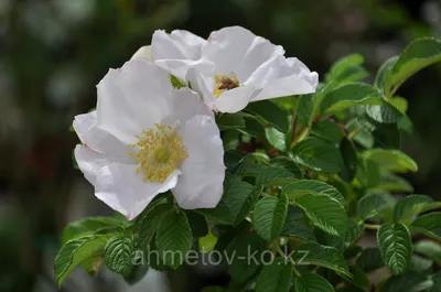 Роза ругоза 'Альба' (белая) купить по цене 900,00 руб. в Москве в садовом  центре Южный