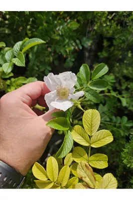 Роза морщинистая С5 50-80 см Альба ( Rosa rugosa 'Alba') (id 106083193),  купить в Казахстане, цена на Satu.kz