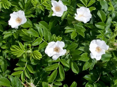 Роза морщинистая Альба (rosa rugosa alba) 🌿 роза Альба обзор: как сажать  саженцы розы Альба - YouTube