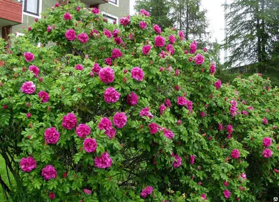 Rosa rugosa Alba - Beardsworths Nurseries | Hommels, Tuin