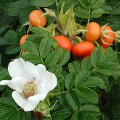 Rosa rugosa 'Alba', Шиповник морщинистый 'Алба'|landshaft.info