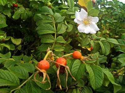 Роза морщинистая Alba - купить саженцы из питомника, цена в Нижнем Новгороде