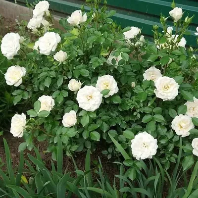 Роза морщинистая (Rosa rugosa 'Alba') 2-х летка - Роза морщинистая -  Кустарники - Каталог - LESKOVO-PITOMNIK.ru