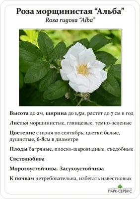 Роза морщинистая Рубра \"Rubra\"